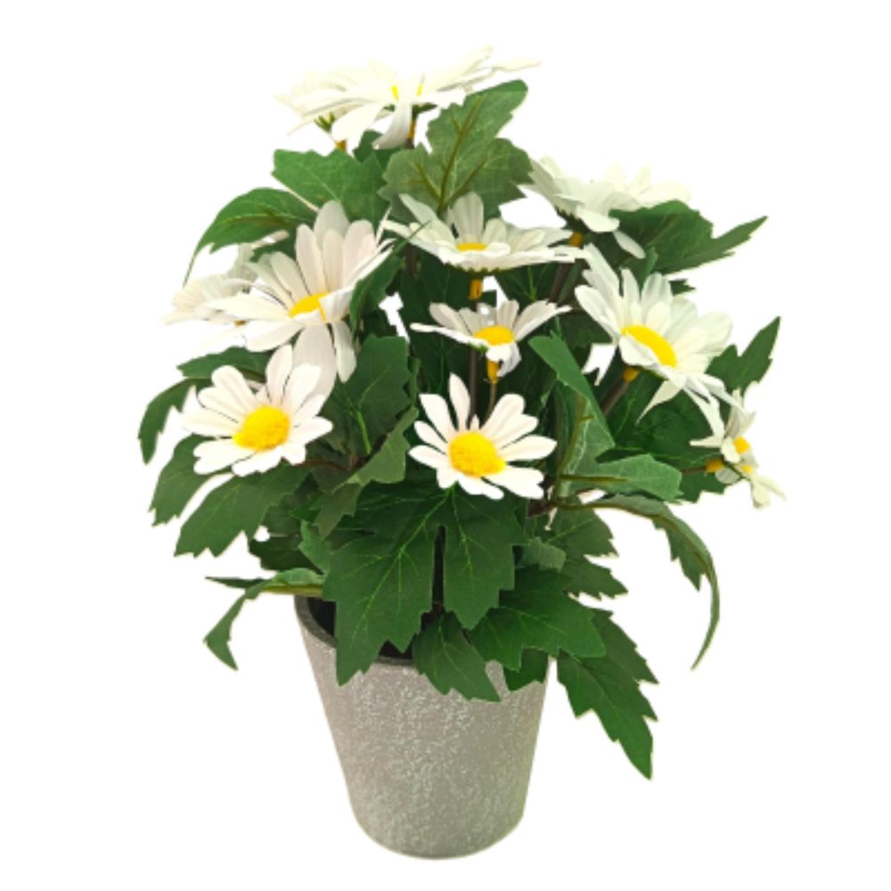 Sincere Floral 30cm Daisy Foliage in Pot