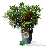 Skimmia japonica 'Pabella' Plant - 7.5Ltr Pot
