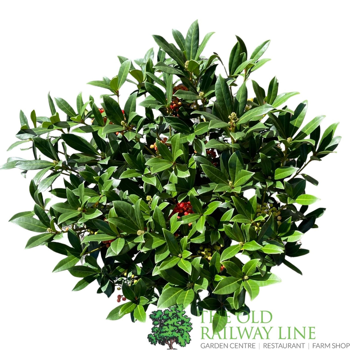 Skimmia japonica 'Pabella' Plant - 7.5Ltr Pot