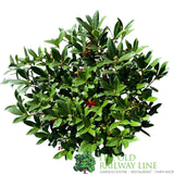 Skimmia japonica 'Pabella' Plant - 7.5Ltr Pot