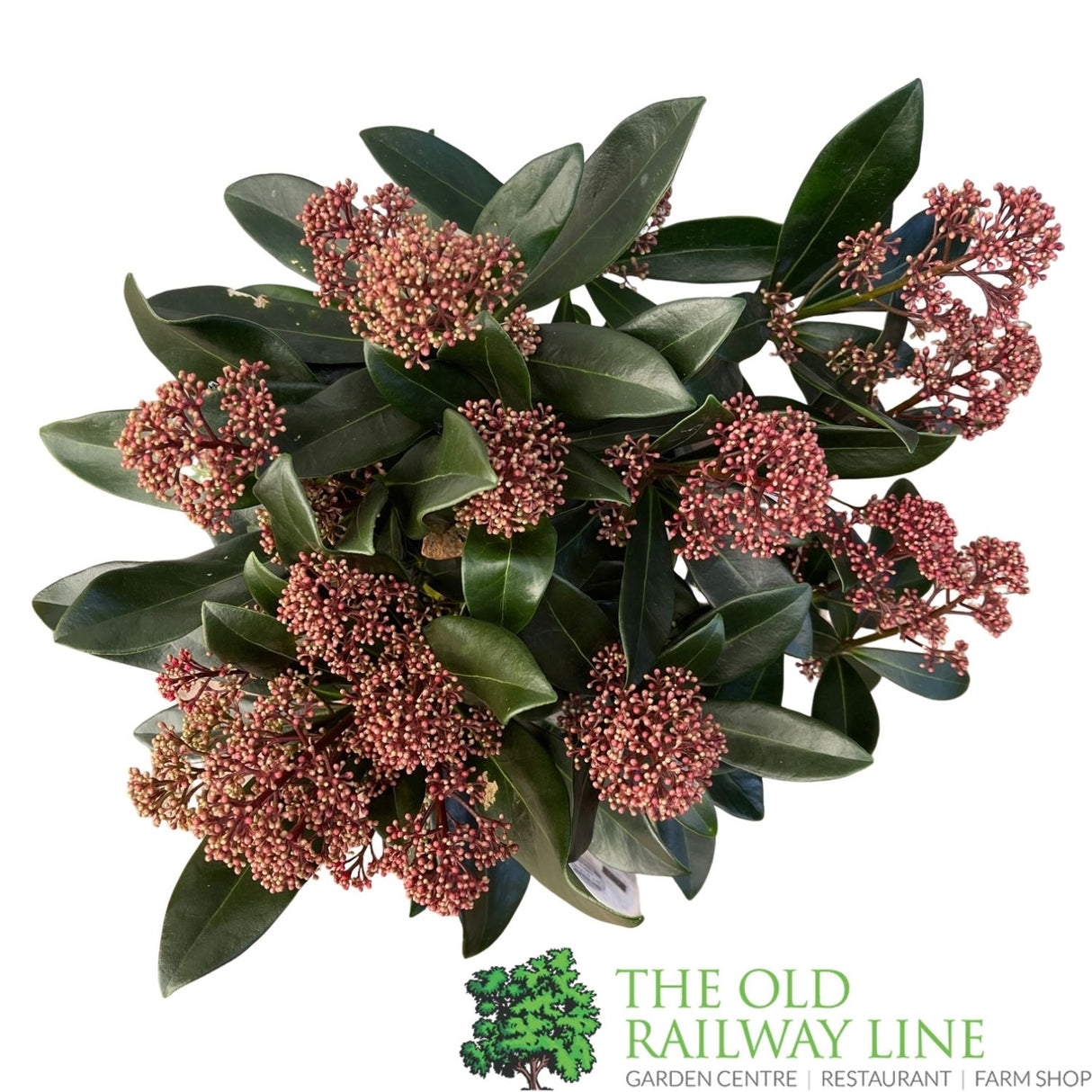 Skimmia japonica 'Rubella' Plant - 2Ltr Pot