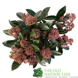 Skimmia japonica 'Rubella' Plant - 2Ltr Pot