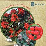 Skimmia japonica 'Pabella' Plant - 7.5Ltr Pot