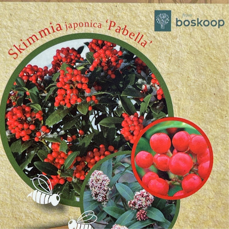 Skimmia japonica 'Pabella' Plant - 7.5Ltr Pot