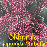 Skimmia japonica 'Rubella' Plant - 2Ltr Pot