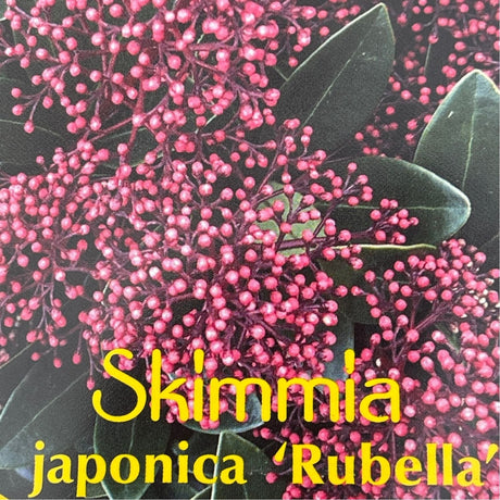 Skimmia japonica 'Rubella' Plant - 2Ltr Pot