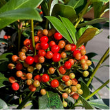 Skimmia japonica 'Pabella' Plant - 7.5Ltr Pot