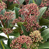Skimmia japonica 'Rubella' Plant - 2Ltr Pot