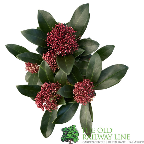 Skimmia japonica 'Rubella' Plant - 10.5cm Pot