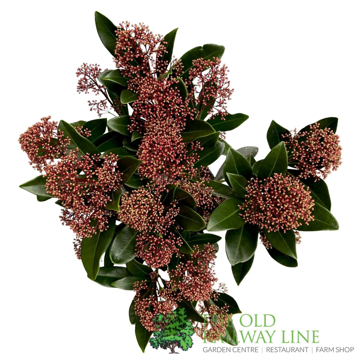 Skimmia Japonica 'Rubella' Plant - 1.5Ltr Pot