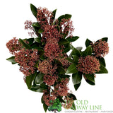 Skimmia Japonica 'Rubella' Plant - 1.5Ltr Pot