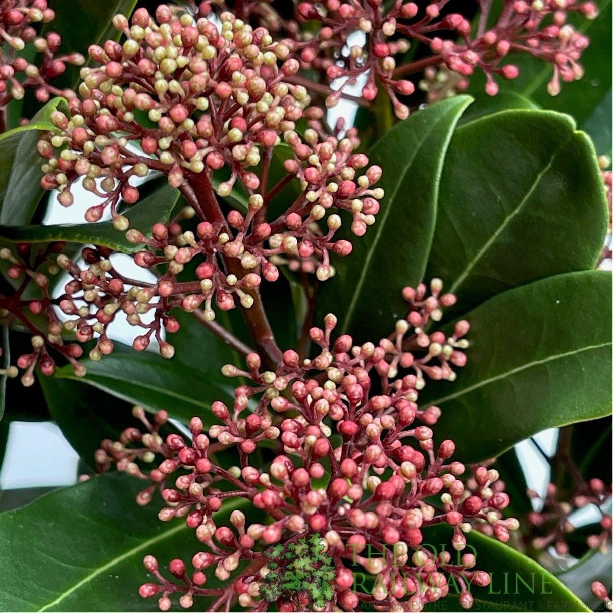Skimmia Japonica 'Rubella' Plant - 1.5Ltr Pot