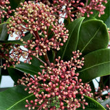 Skimmia Japonica 'Rubella' Plant - 1.5Ltr Pot