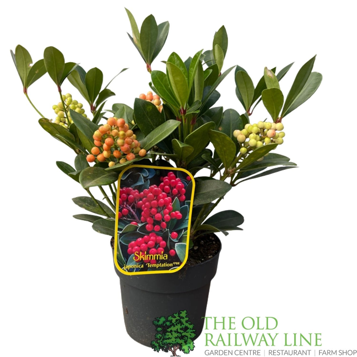 Skimmia japonica 'Temptation' Plant - 2Ltr Pot