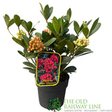 Skimmia japonica 'Temptation' Plant - 2Ltr Pot