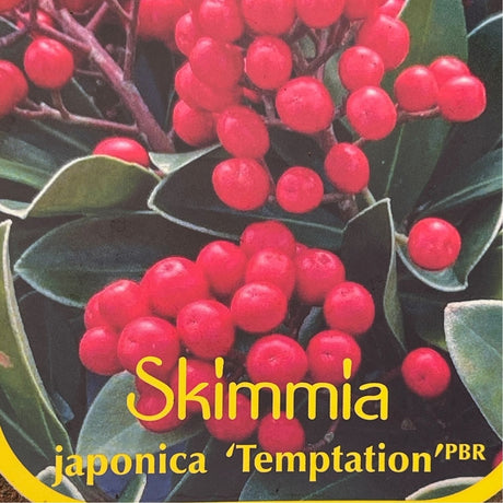 Skimmia japonica 'Temptation' Plant - 2Ltr Pot