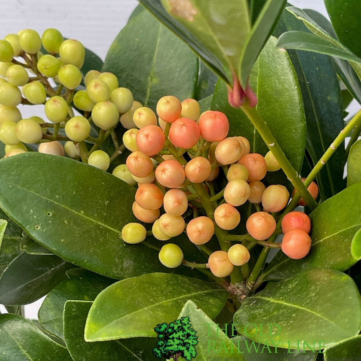Skimmia japonica 'Temptation' Plant - 2Ltr Pot