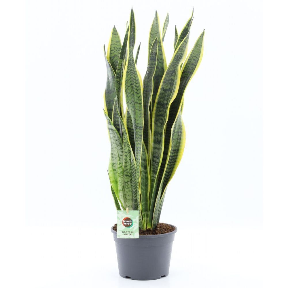 Sansevieria Laurentii 'Snake Plant' - 20cm Pot