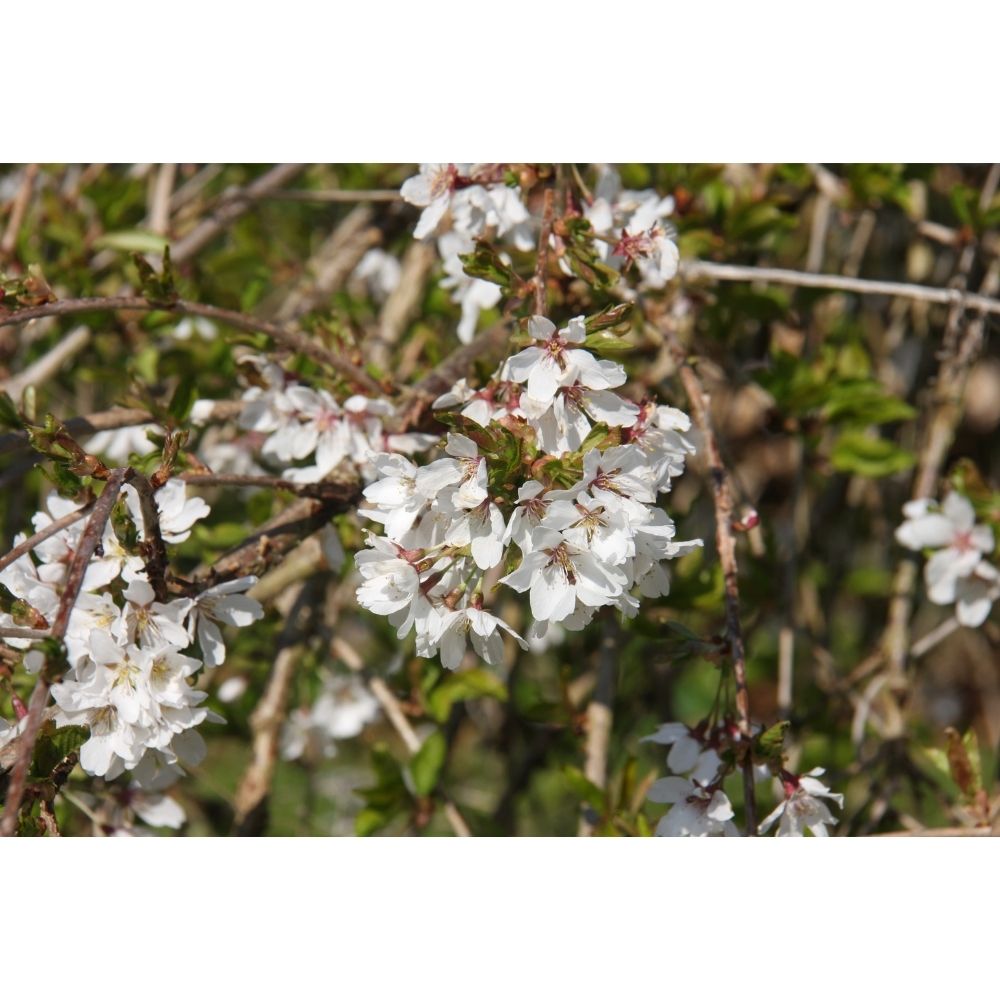 Cherry Blossom 'Snow Showers' Patio Top Worked Tree 11.5Ltr Pot