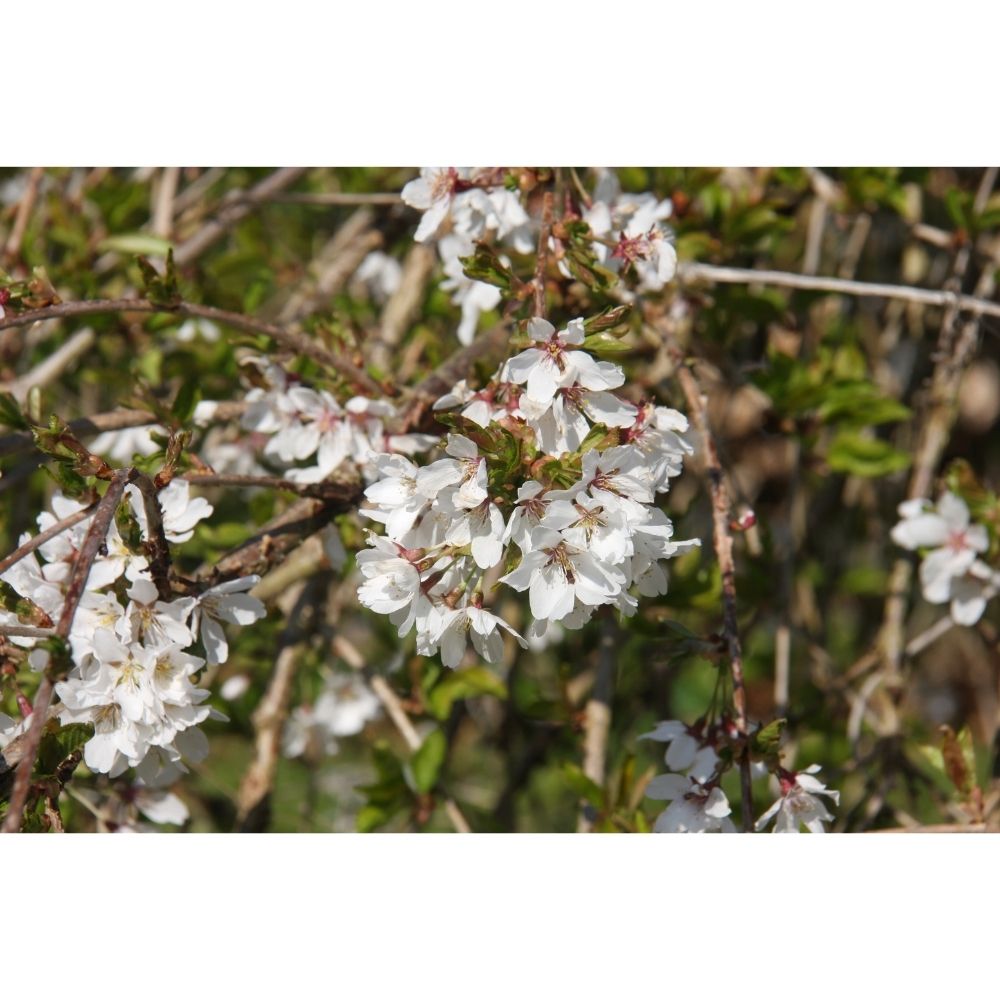 Ornamental Cherry Tree 'Snow Showers' 12Ltr Pot