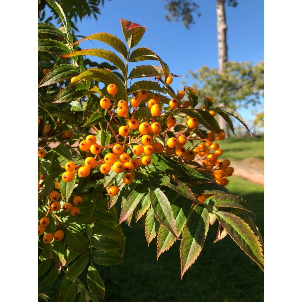 Sorbus ‘Autumn Spire’ Flanrock 12Ltr Pot