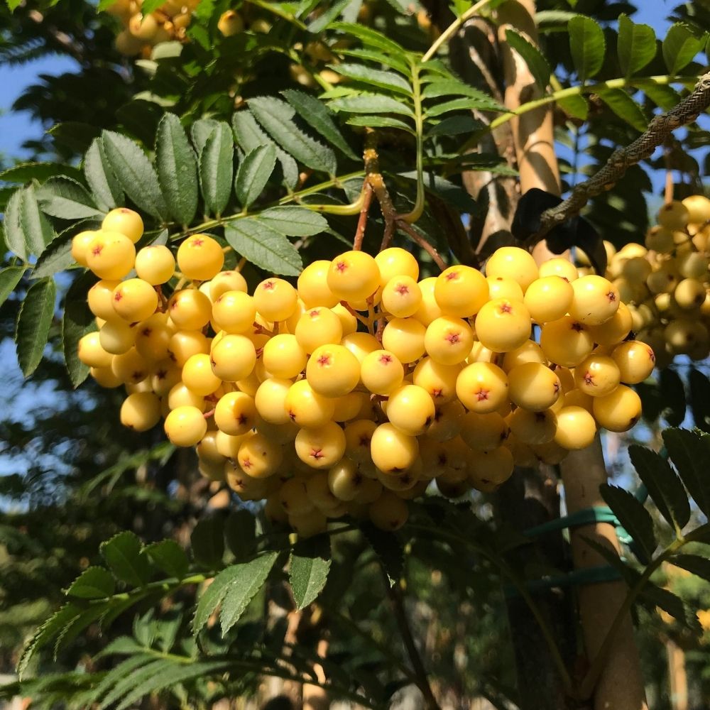 Sorbus ‘Joseph Rock’ Tree 12Ltr Pot