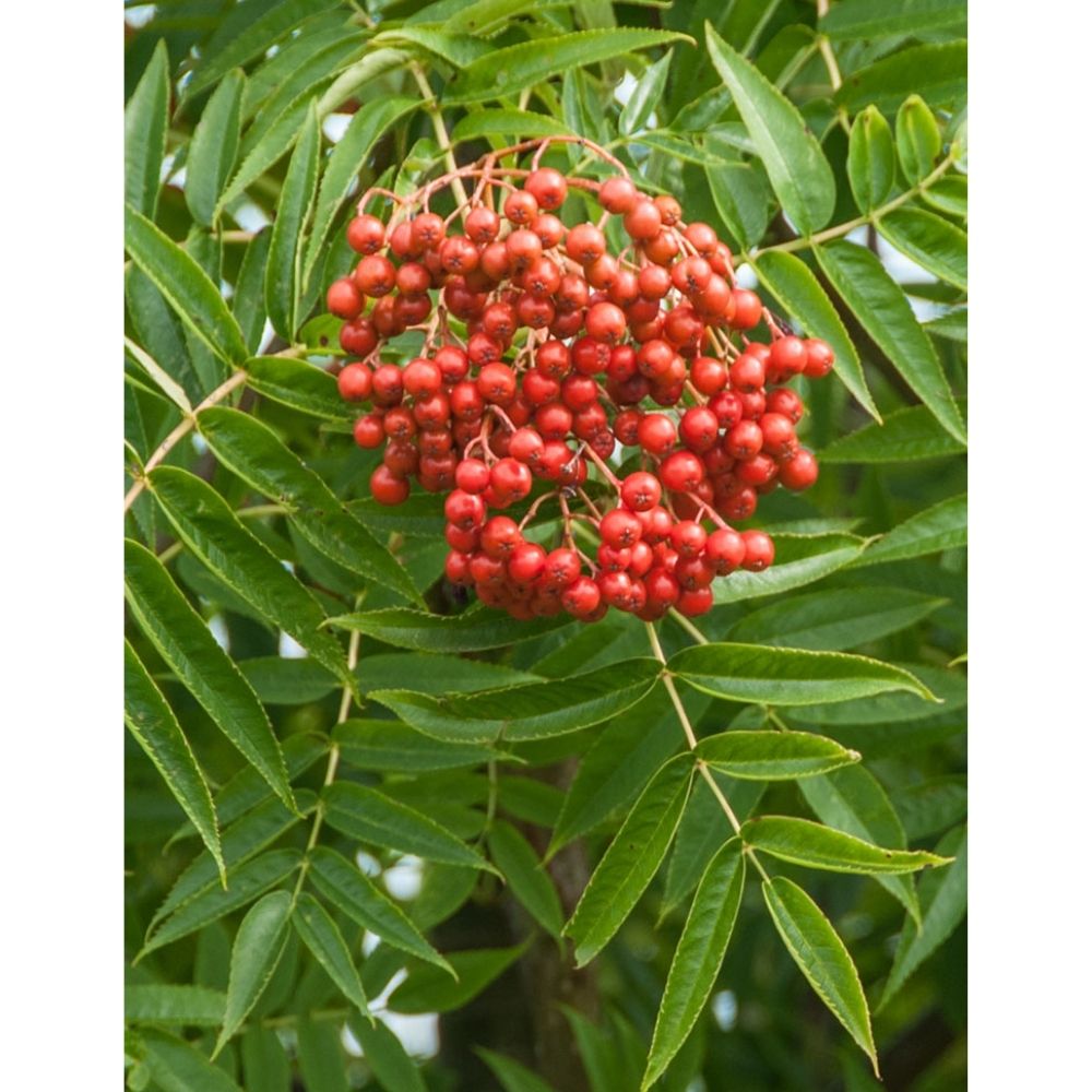 Sorbus Ulleungensis 'Olympic Flame' 12Ltr Pot