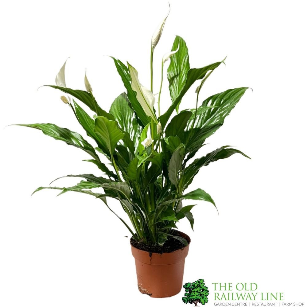 Spathiphyllum 'Sweet Chico' Peace Lily Houseplant 13cm Pot (NL) - Old Railway Line Garden Centre
