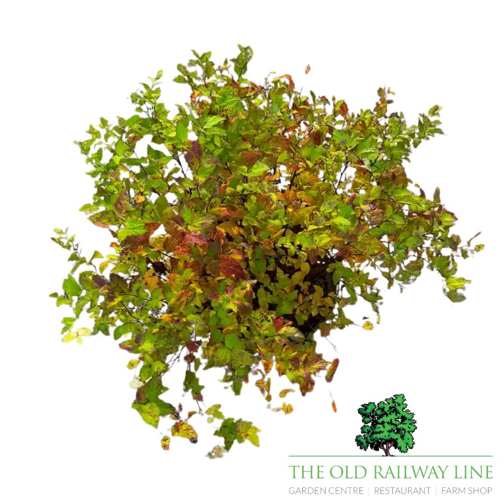 Spirea Magic Carpet Plant - 7.5Ltr Pot