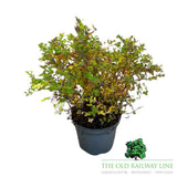 Spirea Magic Carpet Plant - 7.5Ltr Pot