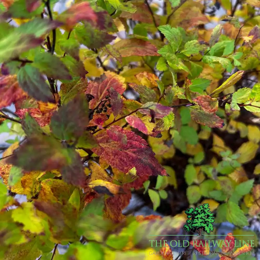 Spirea Magic Carpet Plant - 7.5Ltr Pot