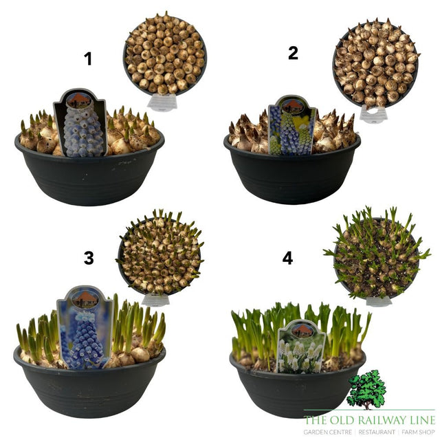 Spring Flowering Bulb Mix – 30cm Bowl (Choice of 12 - Muscari, Narcissus, Hyacinth and Leucojum Varieties) - Old Railway Line Garden Centre