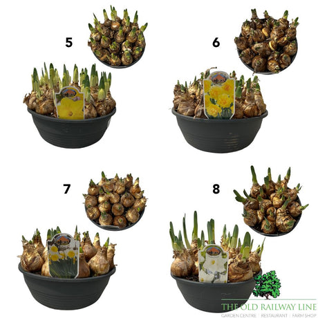 Spring Flowering Bulb Mix – 30cm Bowl (Choice of 12 - Muscari, Narcissus, Hyacinth and Leucojum Varieties)