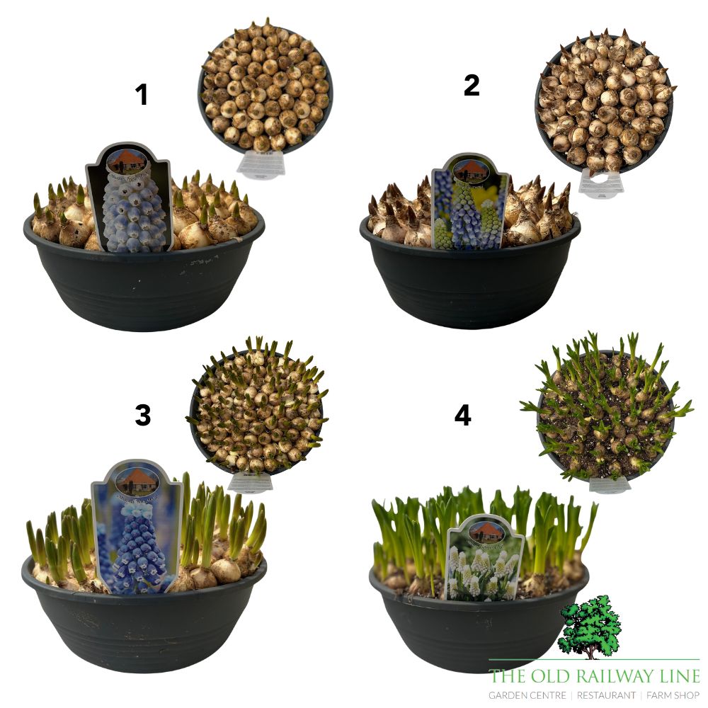 Spring Flowering Bulb Mix – 30cm Bowl (Choice of 12 - Muscari, Narcissus, Hyacinth and Leucojum Varieties)