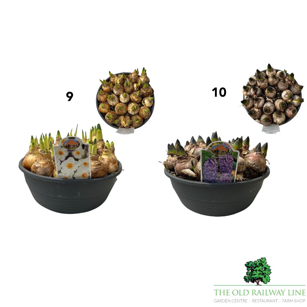 Spring Flowering Bulb Mix – 30cm Bowl (Choice of 12 - Muscari, Narcissus, Hyacinth and Leucojum Varieties)