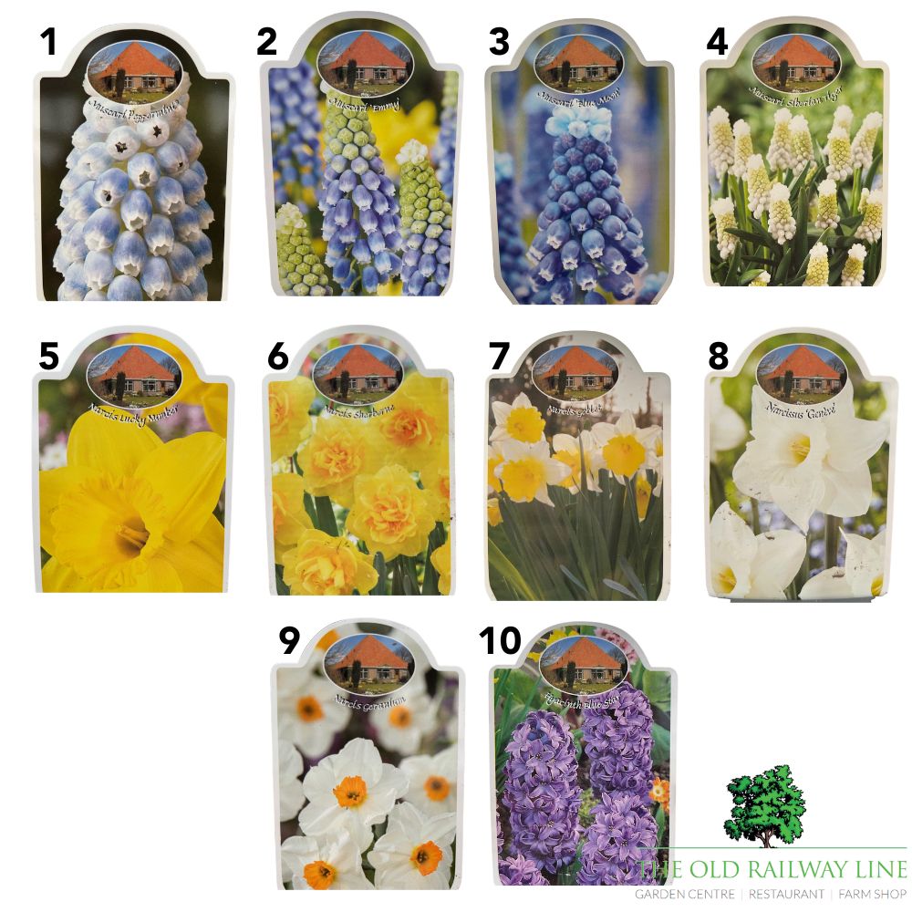 Spring Flowering Bulb Mix – 30cm Bowl (Choice of 12 - Muscari, Narcissus, Hyacinth and Leucojum Varieties)