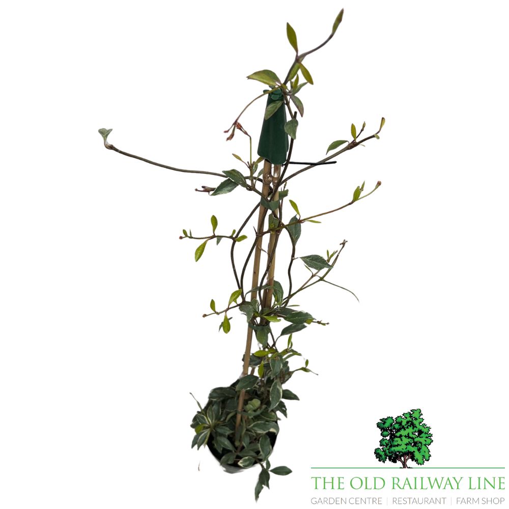 Trachelospermum Jasmine 'Star of Milano' Plant - 3Ltr Pot