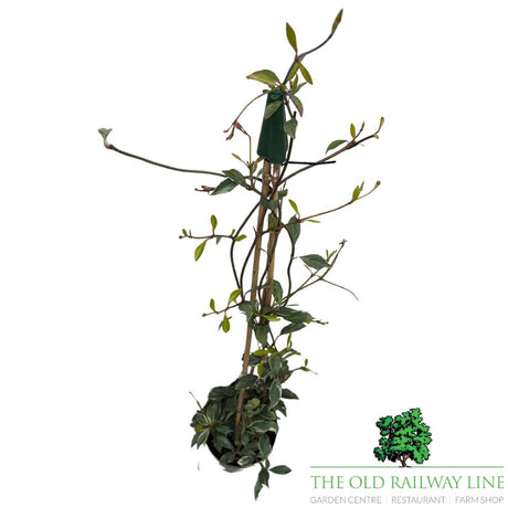 Trachelospermum Jasmine 'Star of Milano' Plant - 3Ltr Pot