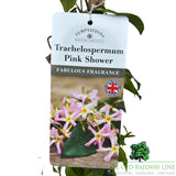 Trachelospermum 'Pink Shower' Plant - 3Ltr Pot