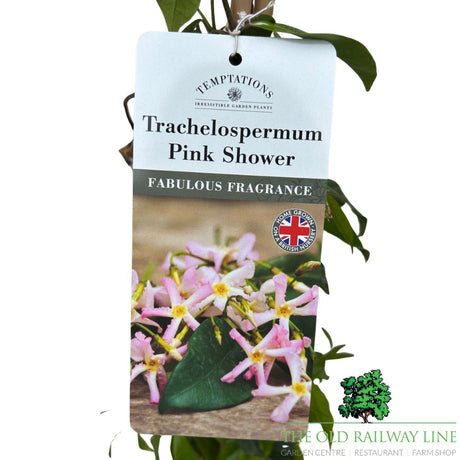 Trachelospermum 'Pink Shower' Plant - 3Ltr Pot