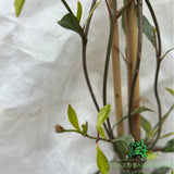 Trachelospermum Jasmine 'Star of Milano' Plant - 3Ltr Pot