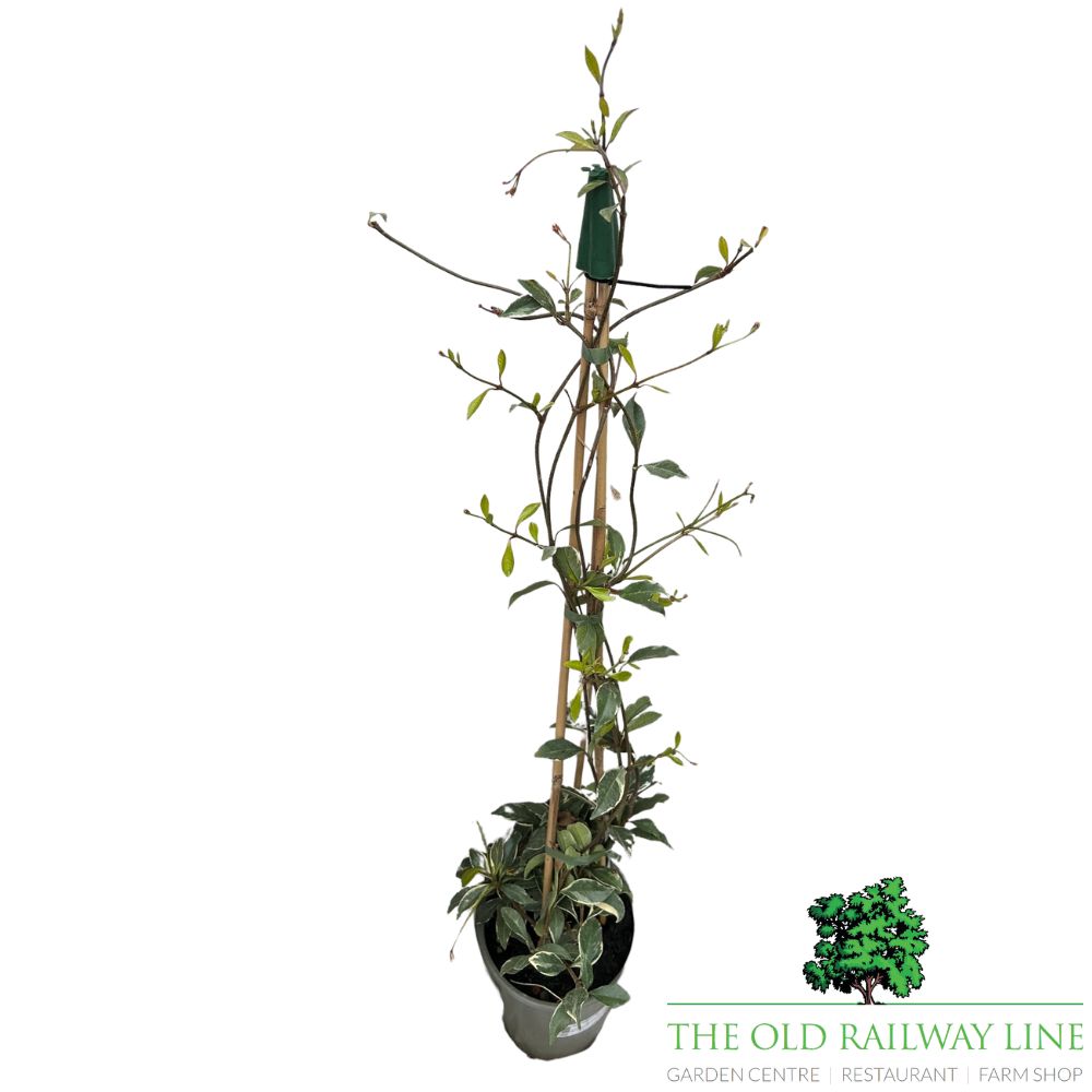 Trachelospermum Jasmine 'Star of Milano' Plant - 3Ltr Pot