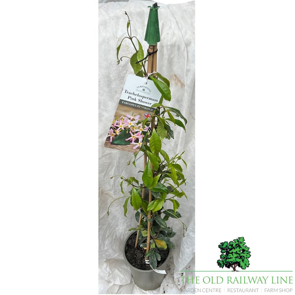 Trachelospermum 'Pink Shower' Plant - 3Ltr Pot