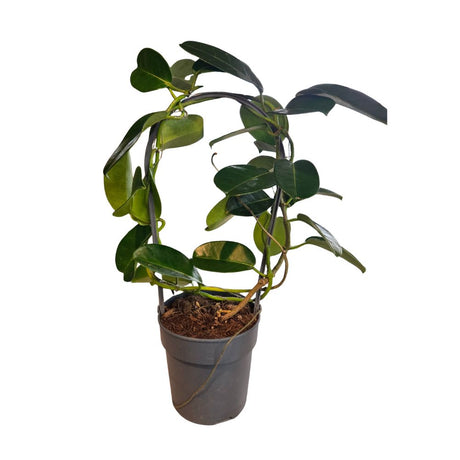 Stephanotis floribunda 'Fleur Parfum' - 12cm Pot