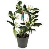 Stephanotis floribunda 'Fleur Parfum' - 12cm Pot