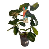 Stephanotis floribunda 'Fleur Parfum' - 12cm Pot