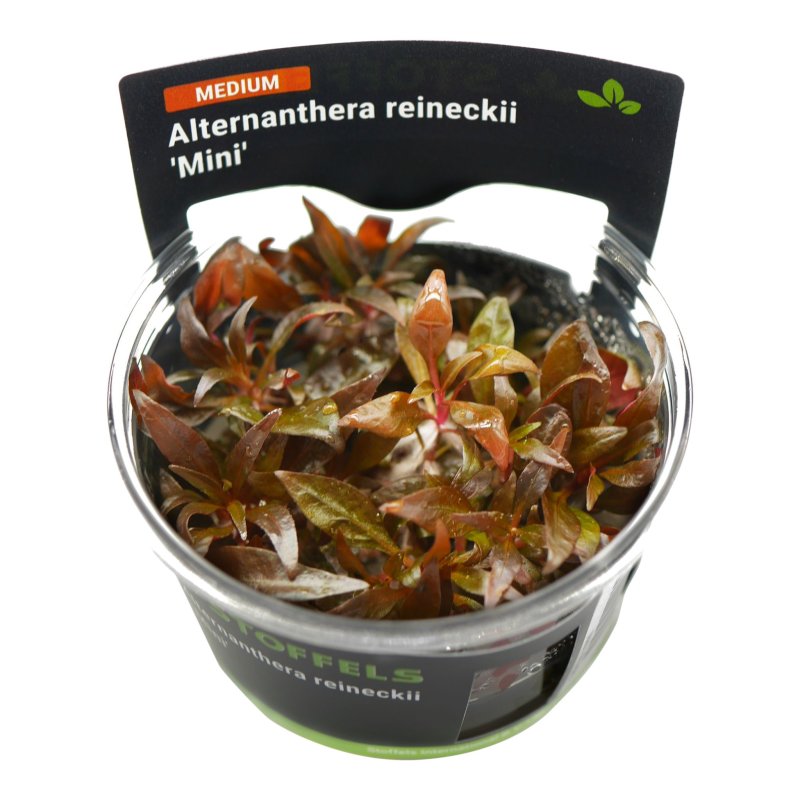 Stoffels Alternanthera Reineckii 'Mini'