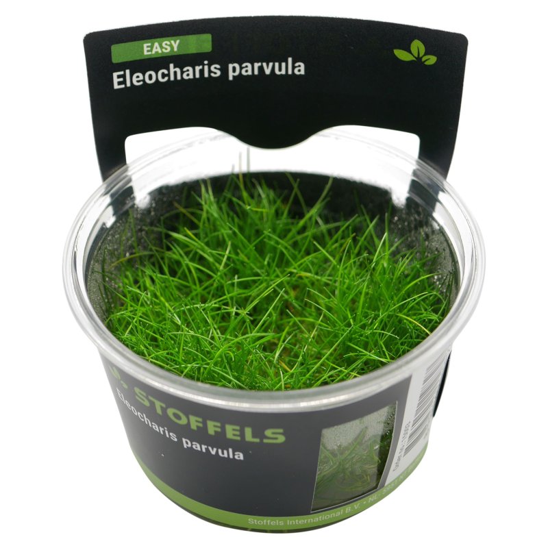 Stoffels Eleocharis Parvula Plant