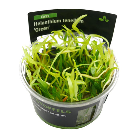 Stoffels Helanthium Tenellus 'Green' Plant