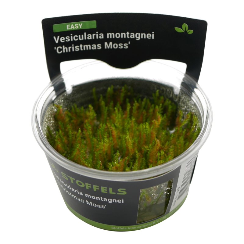 Stoffels Vesicularia Montagnei 'Christmas Moss'